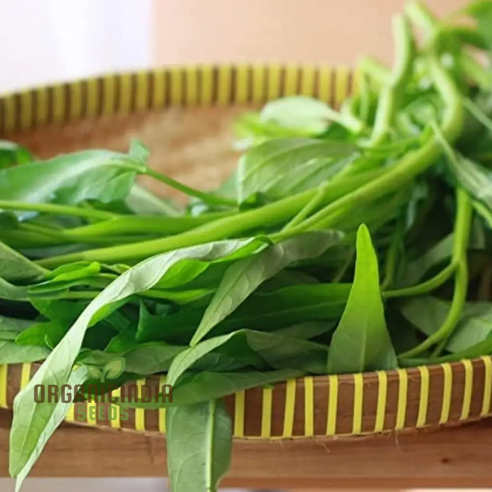Kangkong - Water Spinach - Bamboo Leaf Seeds for Planting and Gardening