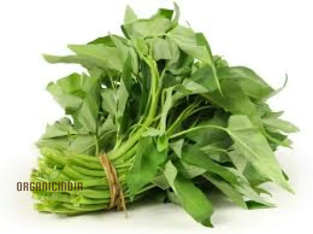 Kangkong - Water Spinach - White Stem Seeds for Planting and Gardening