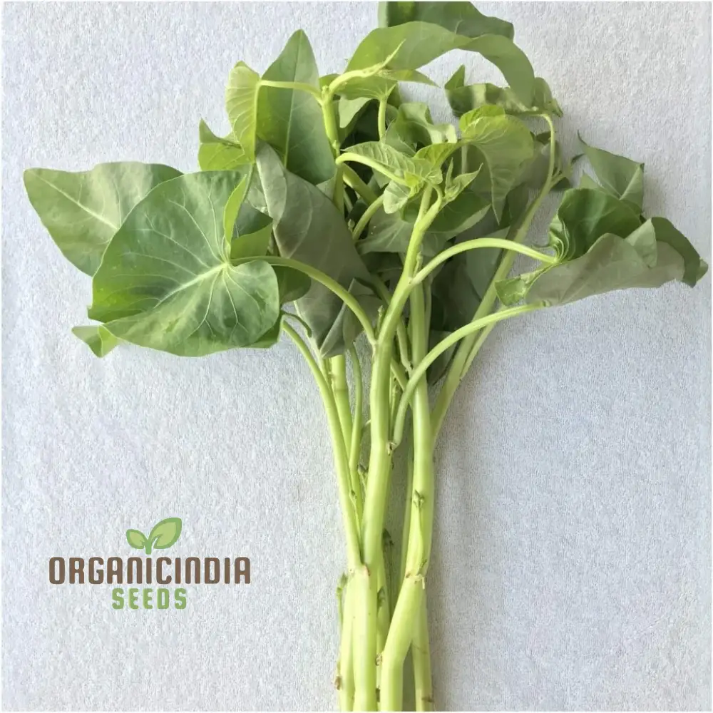 Kangkong - Water Spinach - White Stem Seeds for Planting and Gardening - Image 3