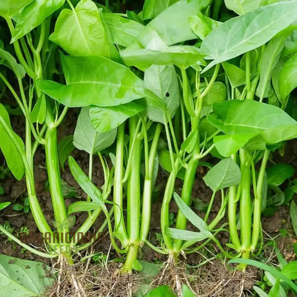 Kangkong - Water Spinach - White Stem Seeds for Planting and Gardening - Image 4