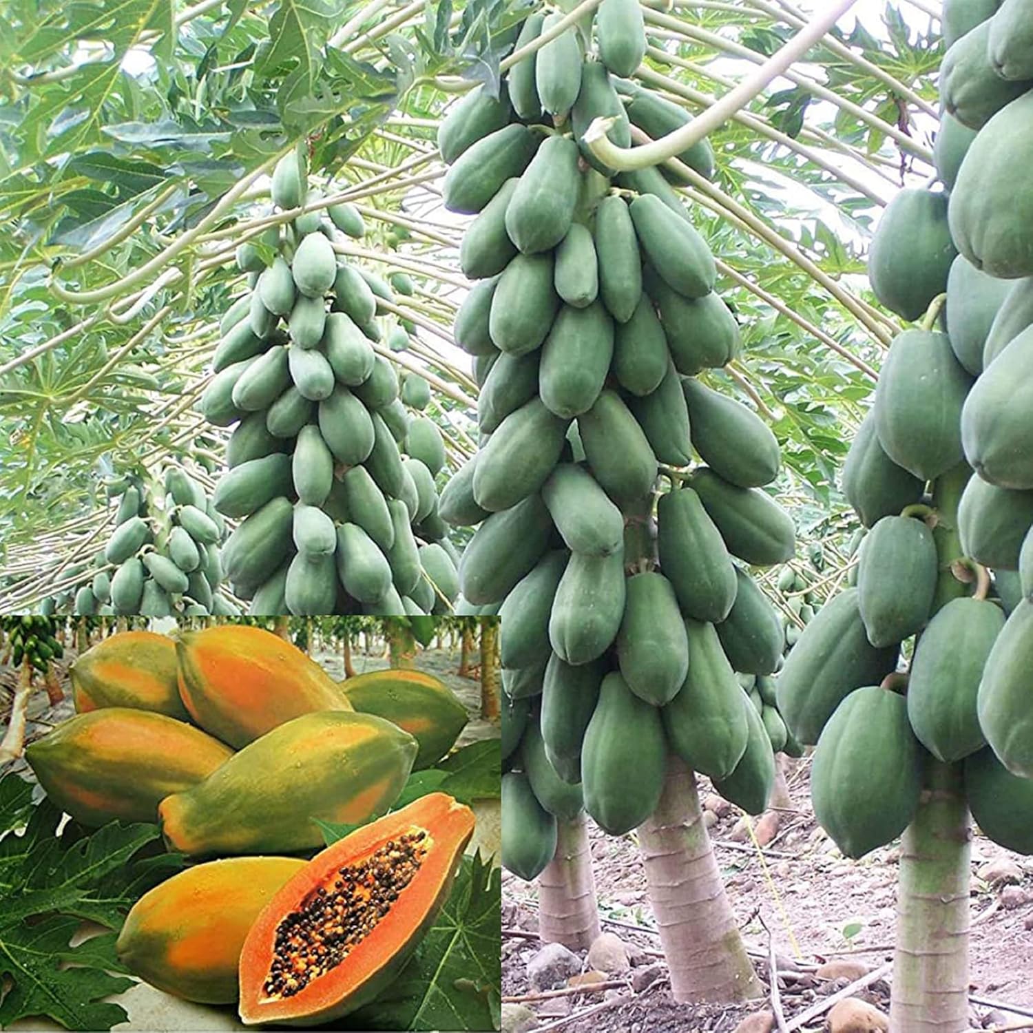 Kapoho Solo Papaya Seeds for Planting – Sweet Hawaiian Tropical Fruit - Image 2