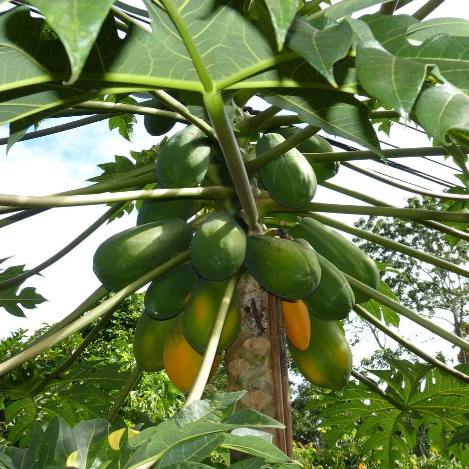 Kapoho Solo Papaya Seeds for Planting – Sweet Hawaiian Tropical Fruit - Image 3