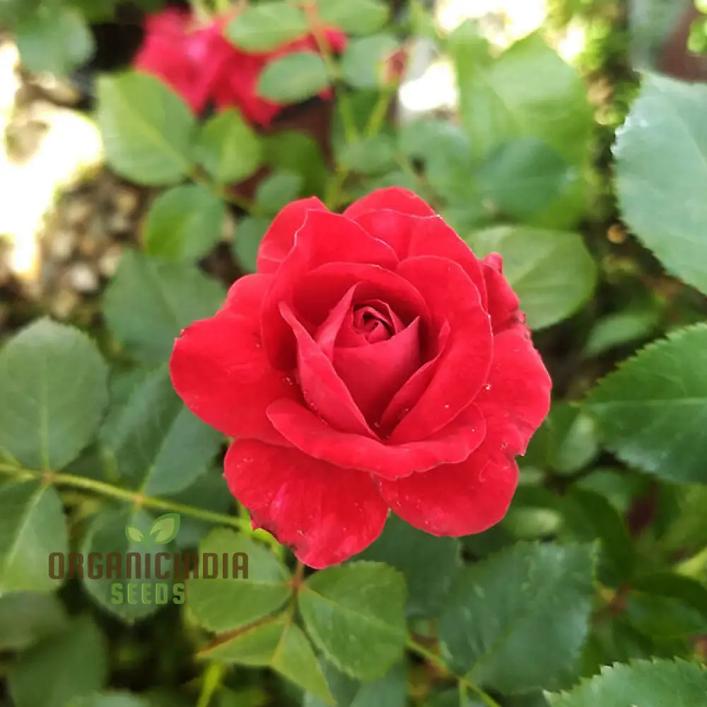 Kashmir Dark Red Rose Flower Seeds, Expert Planting and Gardening Guide for Stunning Blooms