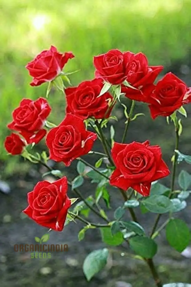 Kashmir Dark Red Rose Flower Seeds, Expert Planting and Gardening Guide for Stunning Blooms - Image 3