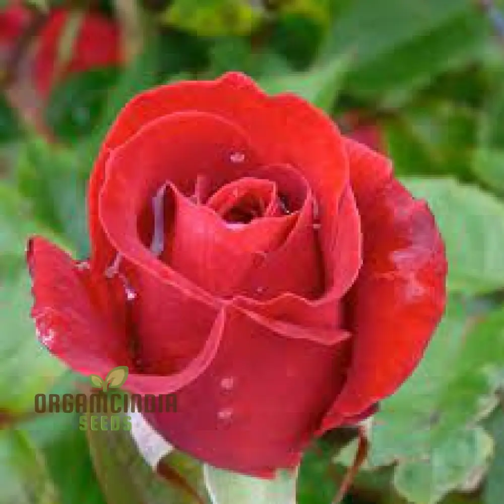 Kashmir Dark Red Rose Flower Seeds, Expert Planting and Gardening Guide for Stunning Blooms - Image 4