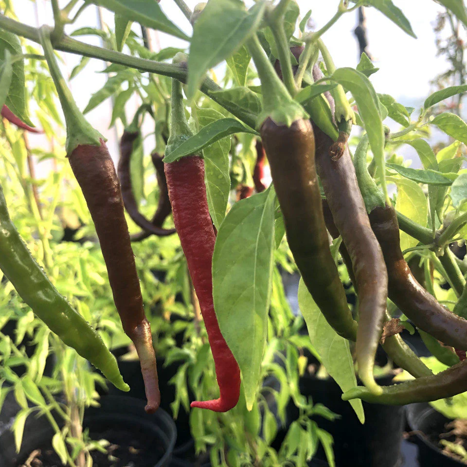 Kashmiri Mirchi Chili Seeds for Planting and Gardening - Organic Seed Quality - Image 3