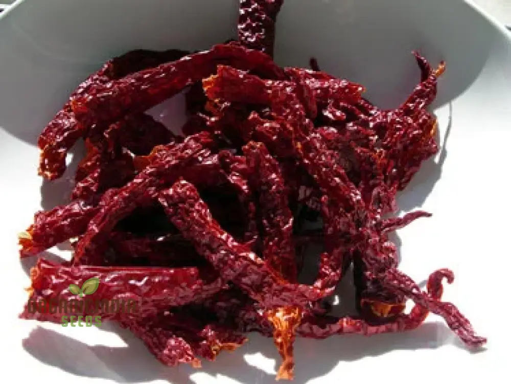 Kashmiri Mirchi Chili Seeds for Planting and Gardening - Organic Seed Quality - Image 4