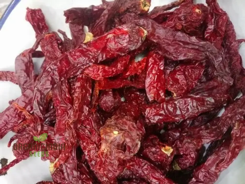 Kashmiri Mirchi Chili Seeds for Planting and Gardening - Organic Seed Quality - Image 5