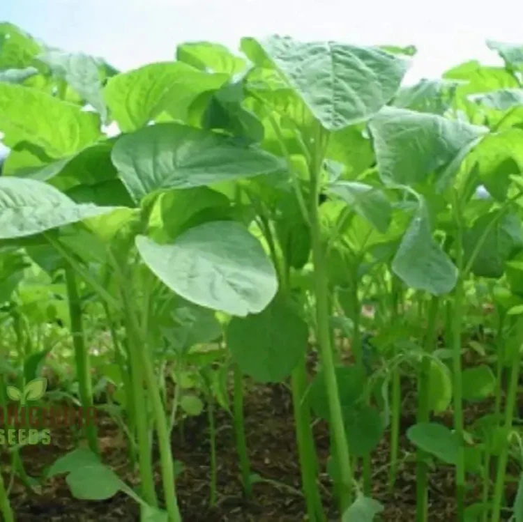 Kashmiri Saag Seeds for Planting Heirloom Quality Seeds for Your Garden