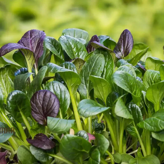 Kashmiri Saag Seeds for Planting Heirloom Quality Seeds for Your Garden - Image 3