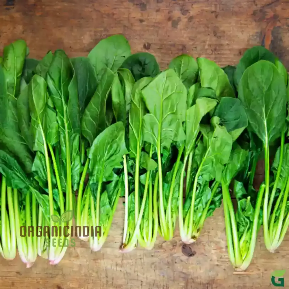 Kashmiri Saag Seeds for Planting Heirloom Quality Seeds for Your Garden - Image 4