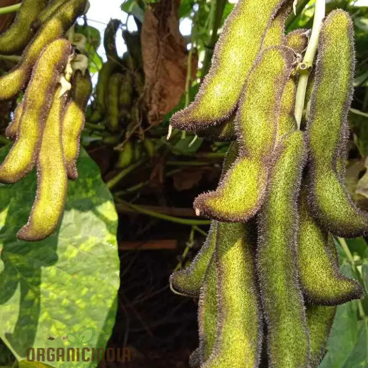 Kaunch/Kavach Seeds for Planting - Premium Quality Seeds for Optimal Growth and Abundant Harvest