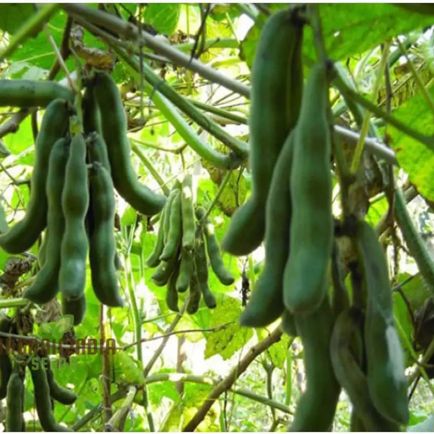 Kaunch/Kavach Seeds for Planting - Premium Quality Seeds for Optimal Growth and Abundant Harvest - Image 3