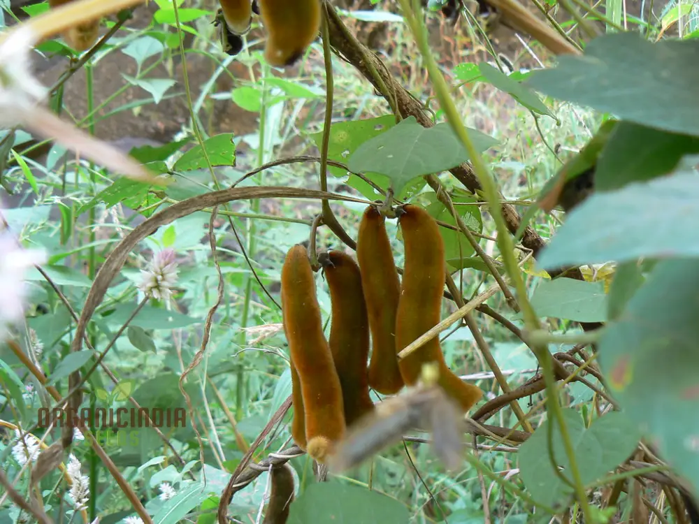Kaunch/Kavach Seeds for Planting - Premium Quality Seeds for Optimal Growth and Abundant Harvest - Image 4