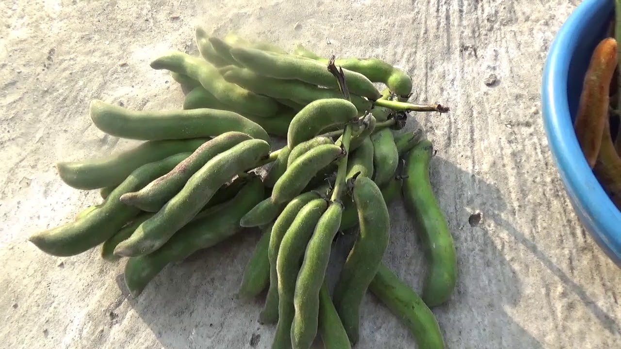 Kaunch/Kavach Seeds for Planting - Premium Quality Seeds for Optimal Growth and Abundant Harvest - Image 5
