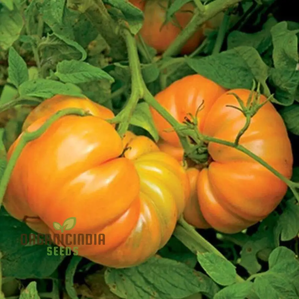 Kellogg's Breakfast Tomato Seeds for Gardening, Premium Quality Seeds