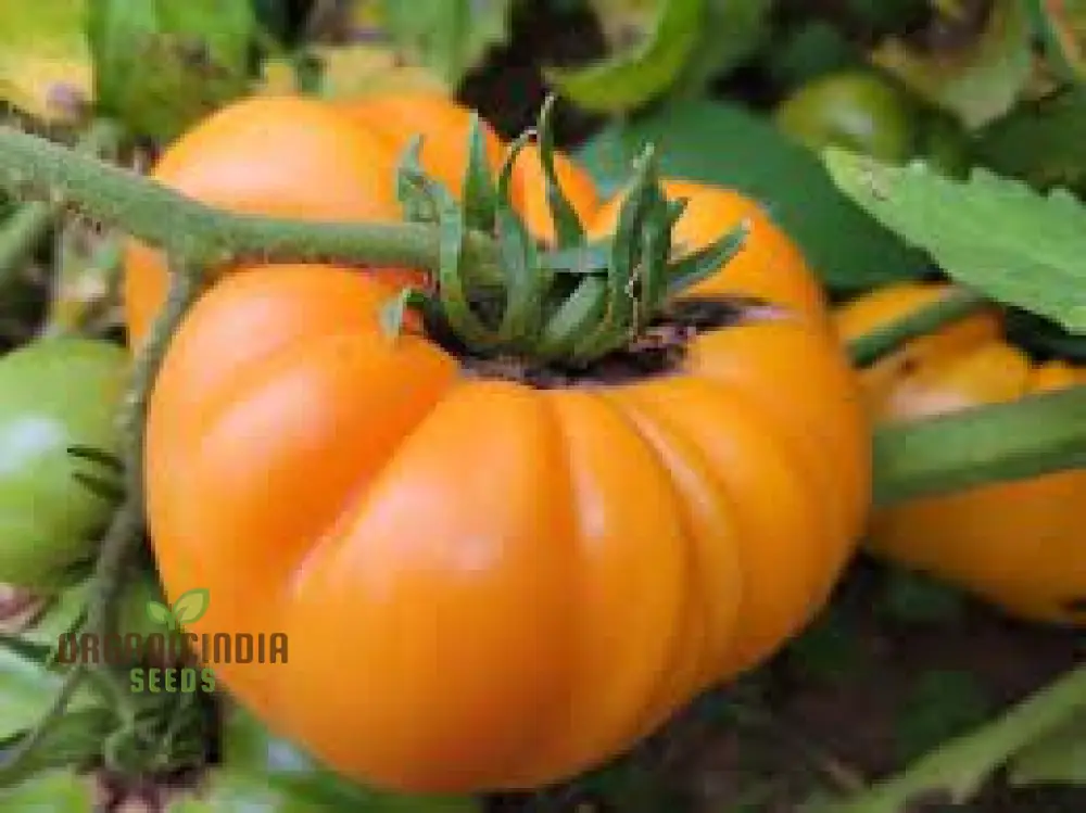 Kellogg's Breakfast Tomato Seeds for Gardening, Premium Quality Seeds - Image 4