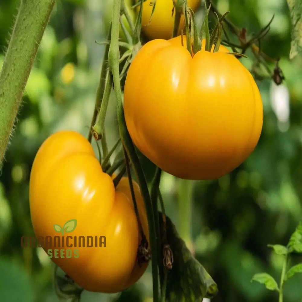 Yellow Kellogg's Tomato Vegetable Seeds - Grow Deliciously Sweet and Juicy Tomatoes