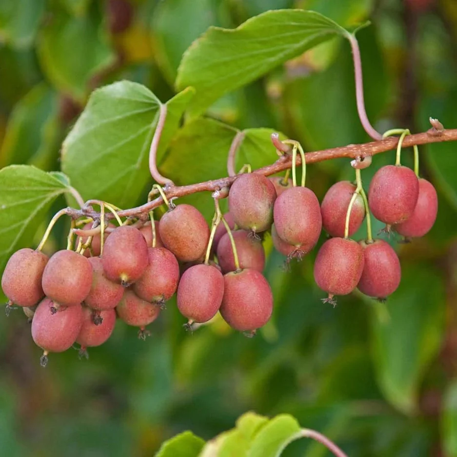 Ken’s Red Kiwi Seeds for Planting – Grow Sweet & Unique Red Kiwi Fruits