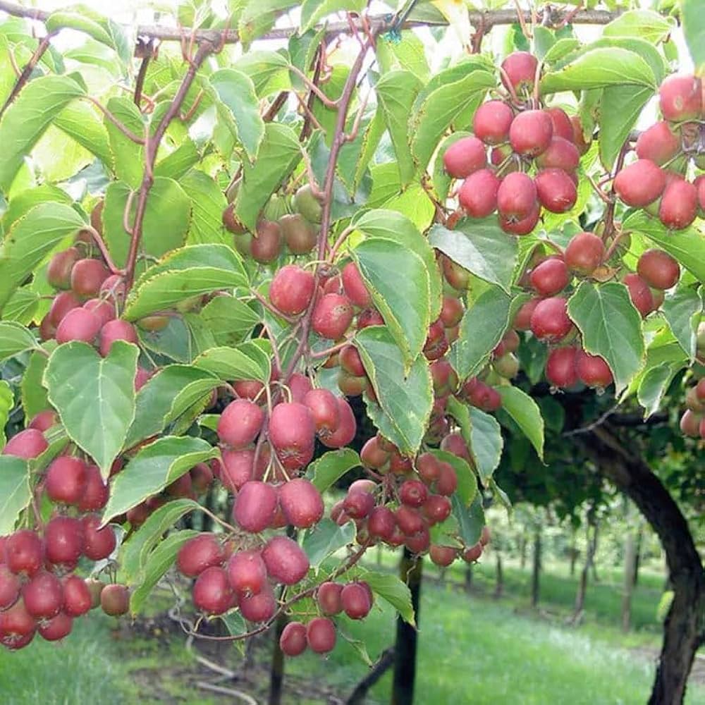 Ken’s Red Kiwi Seeds for Planting – Grow Sweet & Unique Red Kiwi Fruits - Image 2