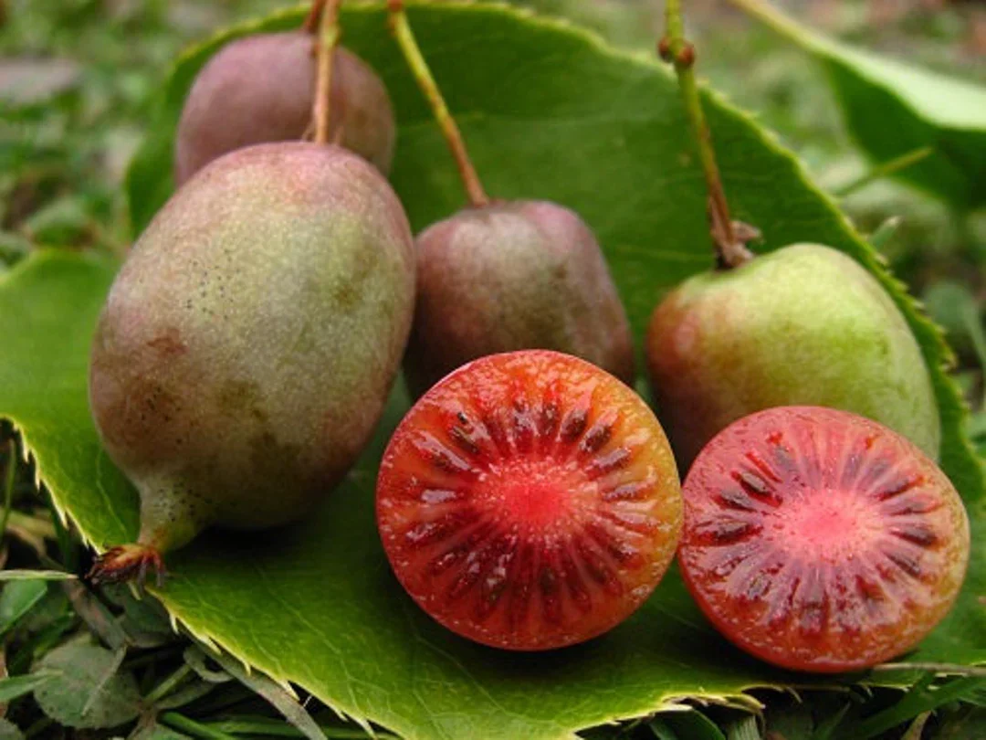 Ken’s Red Kiwi Seeds for Planting – Grow Sweet & Unique Red Kiwi Fruits - Image 3