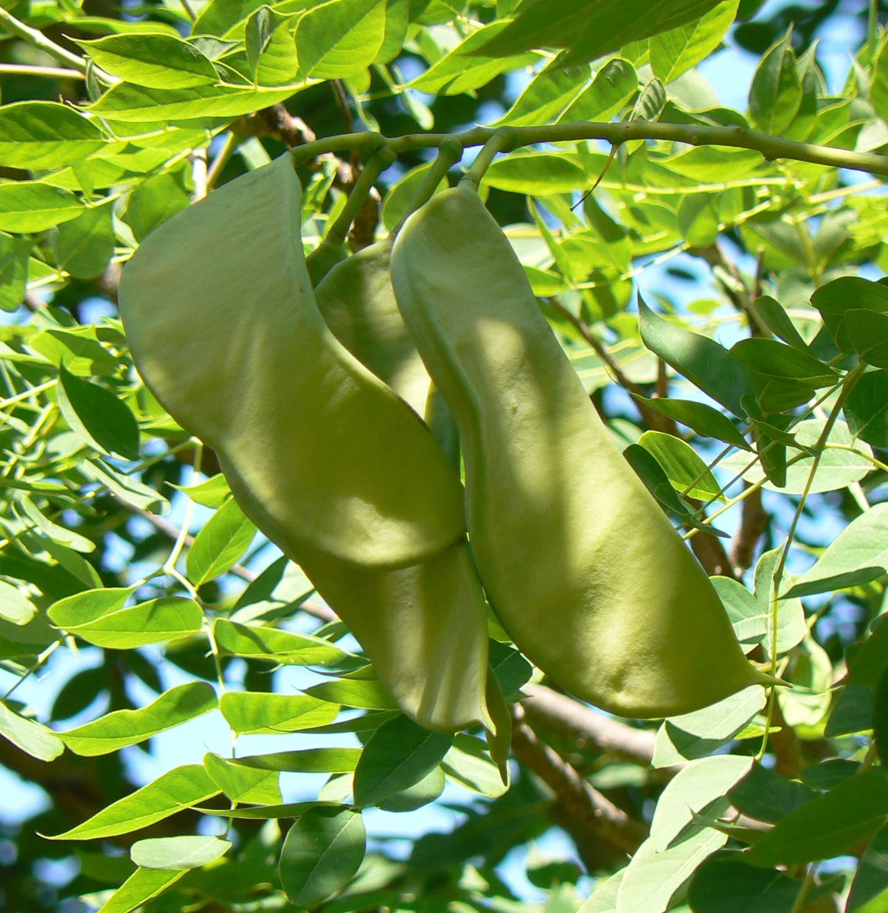 Kentucky Coffee Tree (Gymnocladus dioicus) – Seeds