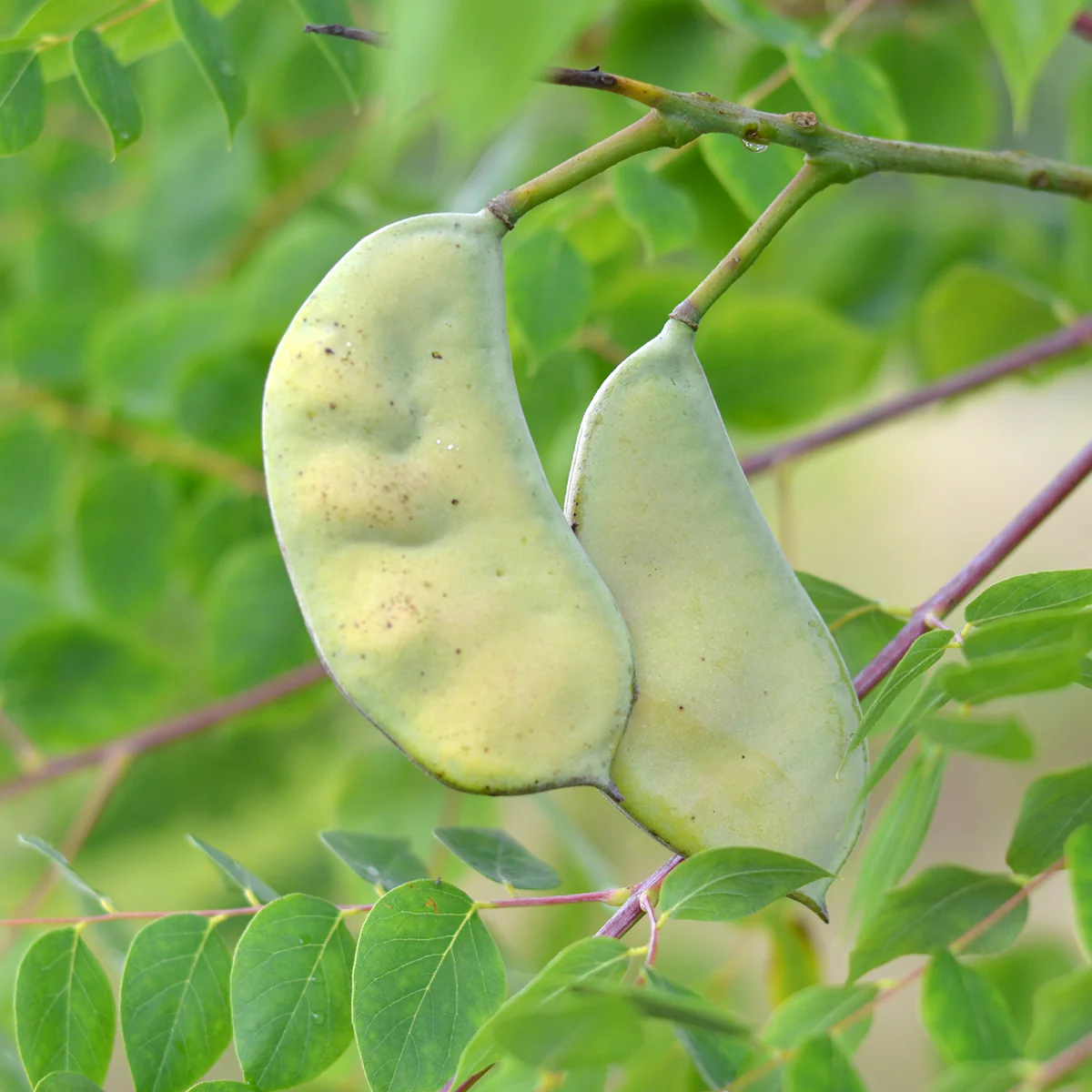 Kentucky Coffee Tree (Gymnocladus dioicus) – Seeds - Image 3
