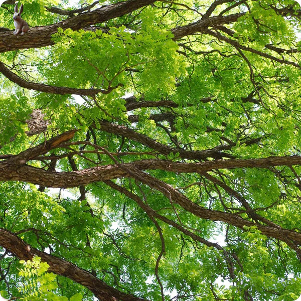 Kentucky Coffee Tree (Gymnocladus dioicus) – Seeds - Image 4