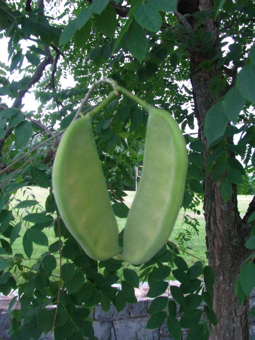 Kentucky Coffee Tree (Gymnocladus dioicus) – Seeds - Image 5