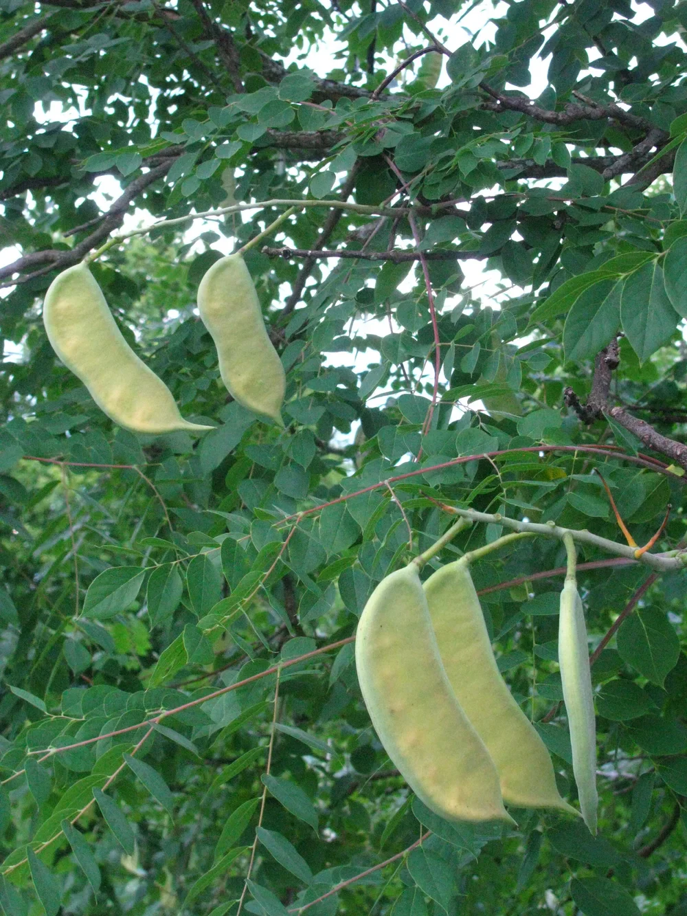 Kentucky Coffee Tree (Gymnocladus dioicus) – Seeds - Image 6