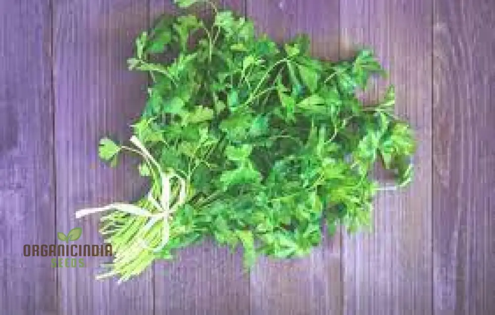 Coriander (Dhania) Seeds – Premium Kerbel Gewelltes Herb Seeds for Planting, Culinary & Garden Use - Image 4