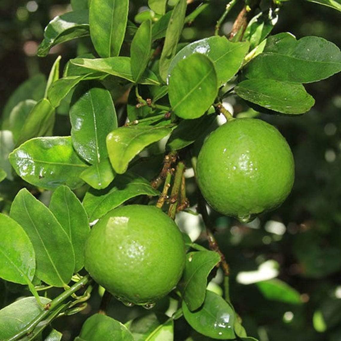 Key Lime Tree Seeds (Citrus aurantifolia)   Seeds - Image 5