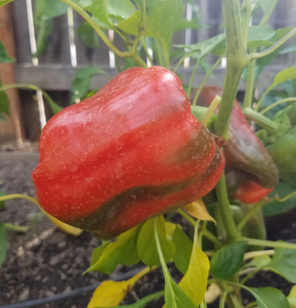 King of the North Bell Pepper Seeds – Cold-Hardy, Early Maturing, Sweet & Crisp - Image 4