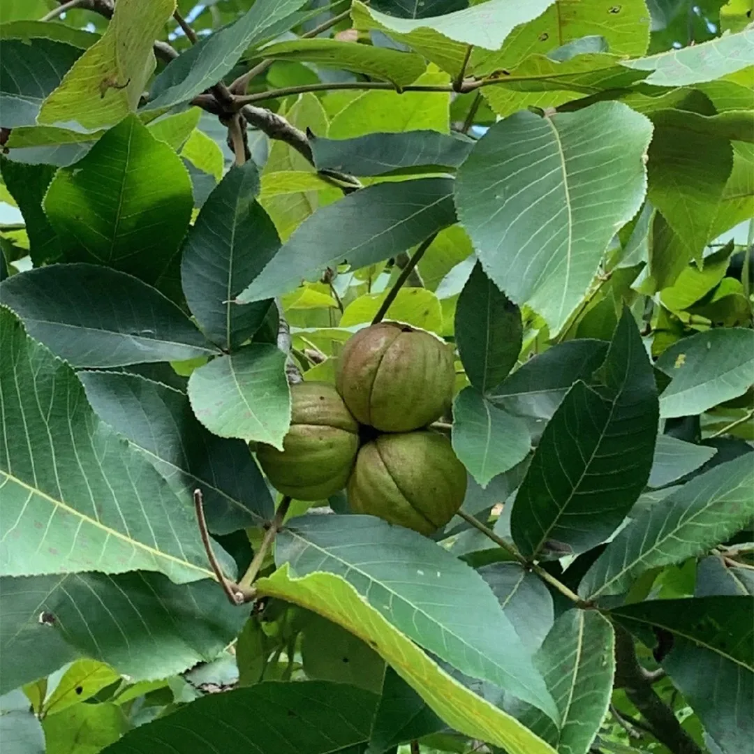 Kingnut Hickory (Carya laciniosa) – Seeds