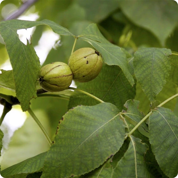 Kingnut Hickory (Carya laciniosa) – Seeds - Image 3
