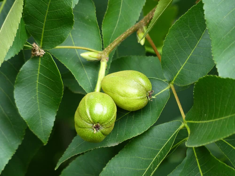 Kingnut Hickory (Carya laciniosa) – Seeds - Image 4