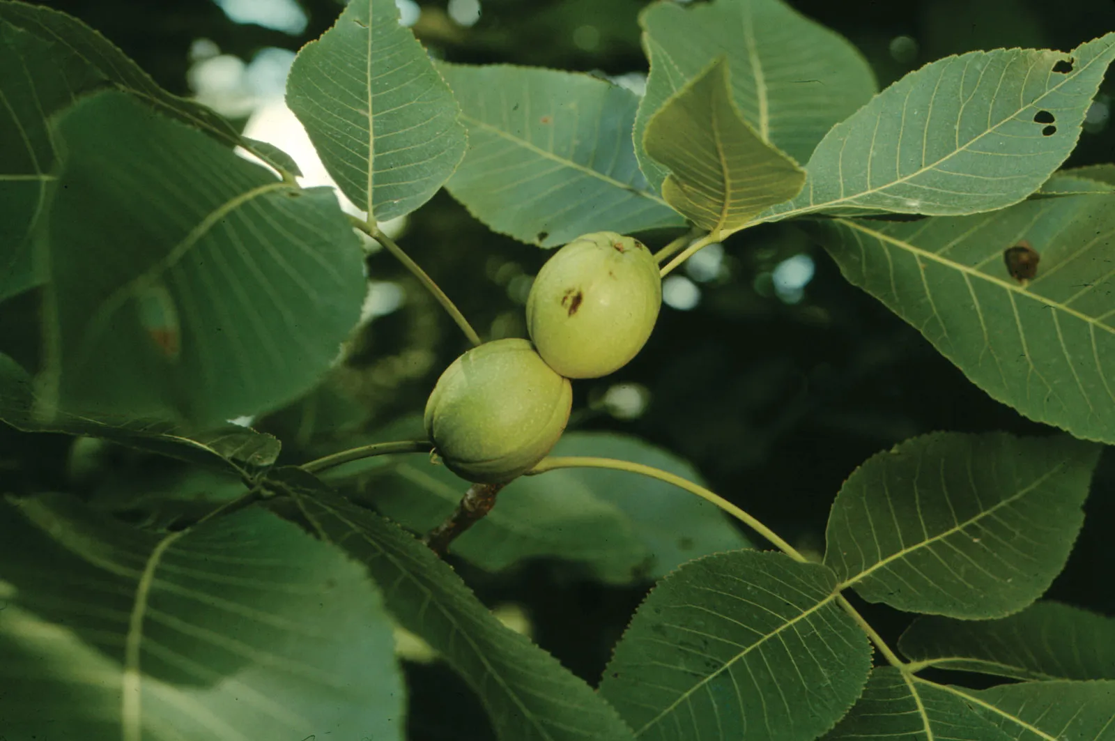 Kingnut Hickory (Carya laciniosa) – Seeds - Image 5