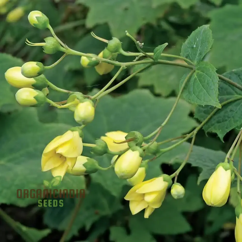 Kirengeshoma Seeds (Kirengeshoma Palmata Seeds) - Exquisite Beauty and Tranquility for Outdoor Spaces