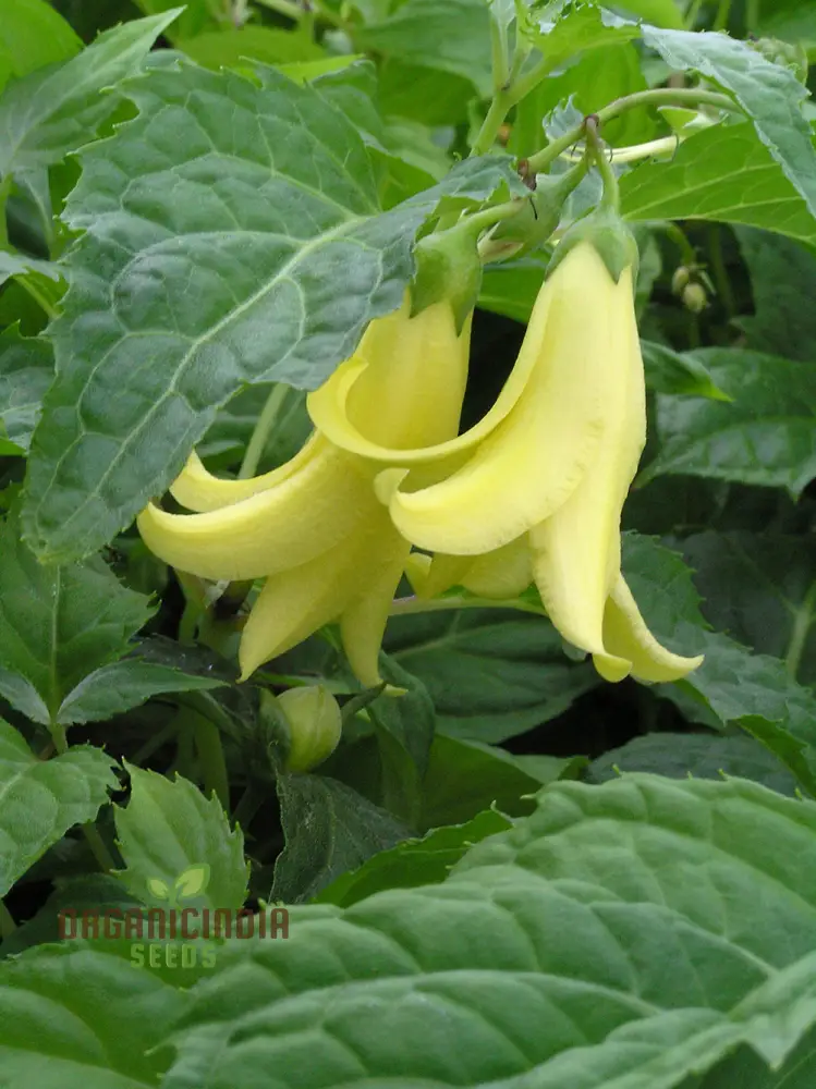 Kirengeshoma Seeds (Kirengeshoma Palmata Seeds) - Exquisite Beauty and Tranquility for Outdoor Spaces - Image 3