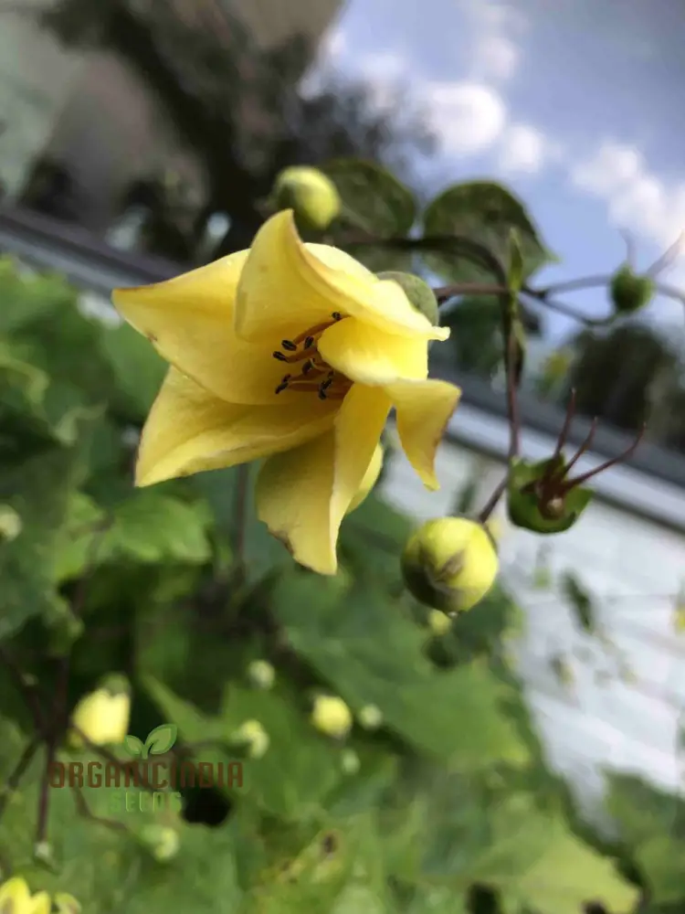 Kirengeshoma Seeds (Kirengeshoma Palmata Seeds) - Exquisite Beauty and Tranquility for Outdoor Spaces - Image 4