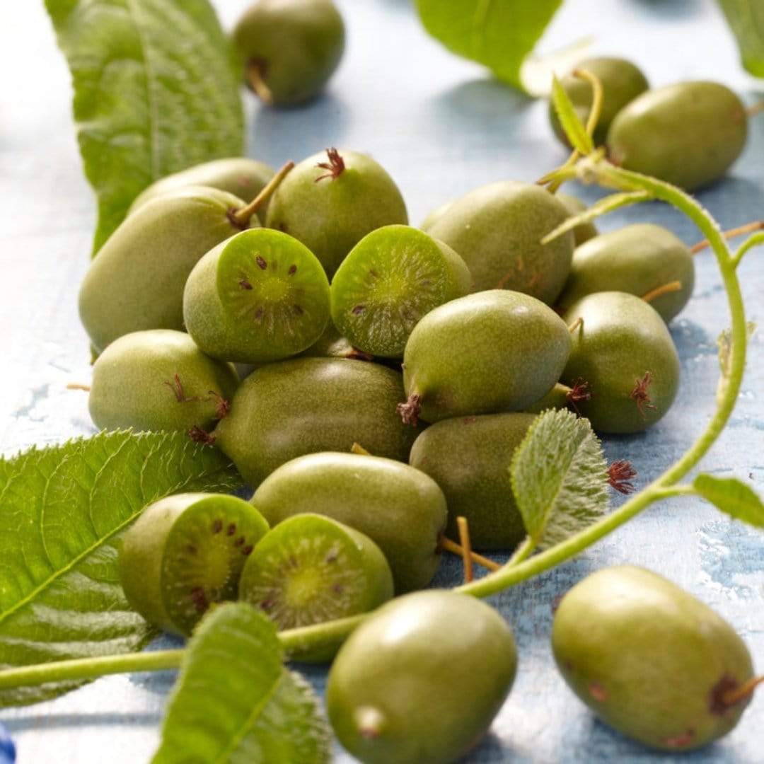 Kiwi Berry (Actinidia Arguta) Seeds for Gardening Enthusiasts | Grow Your Own Hardy Kiwi Vine at Home - Image 3