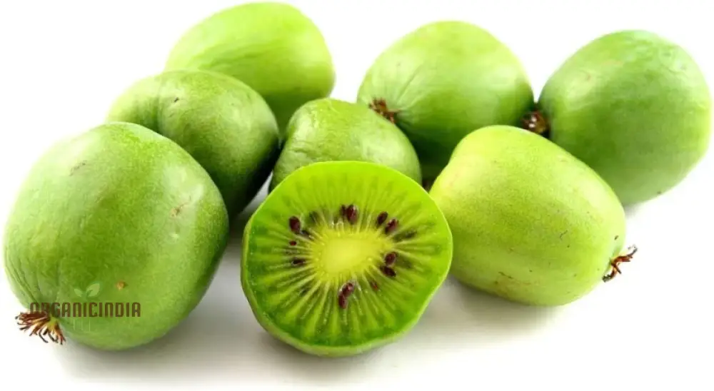 Kiwi Berry (Actinidia Arguta) Seeds for Gardening Enthusiasts | Grow Your Own Hardy Kiwi Vine at Home - Image 5