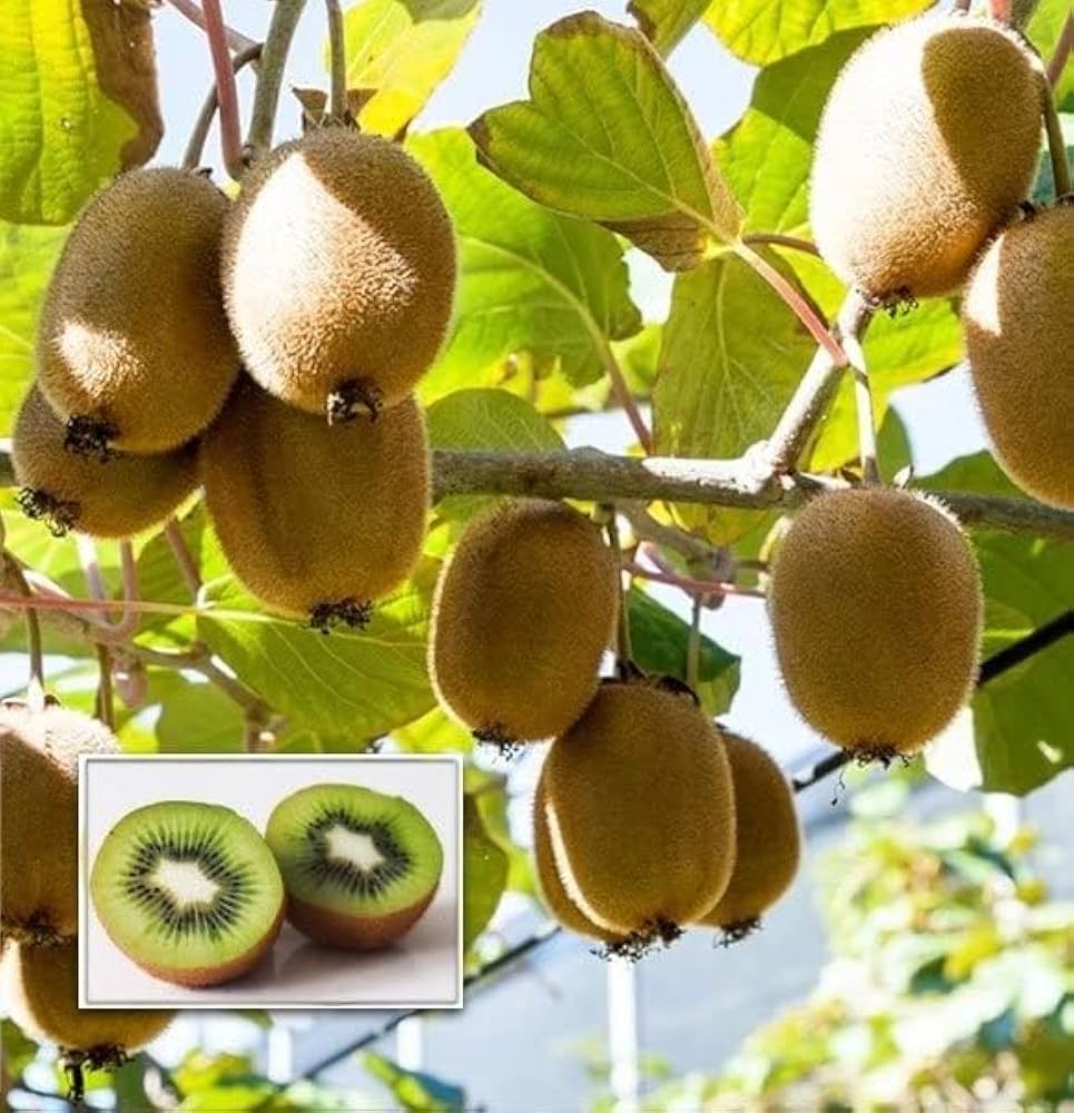 Kiwi Fruit Vine Seeds - Image 3