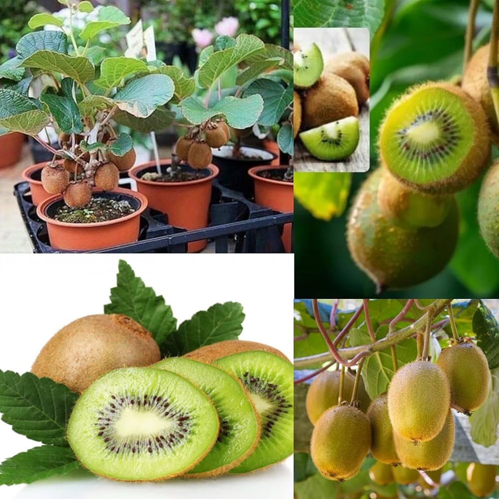 Kiwi Fruit Vine Seeds - Image 5
