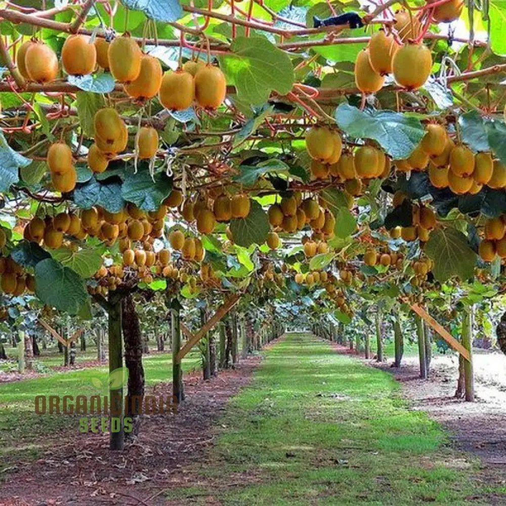 Kiwi Fruit Golden Seeds for Vibrant Gardening Enthusiasts: High-Quality Seeds for Your Lush Garden