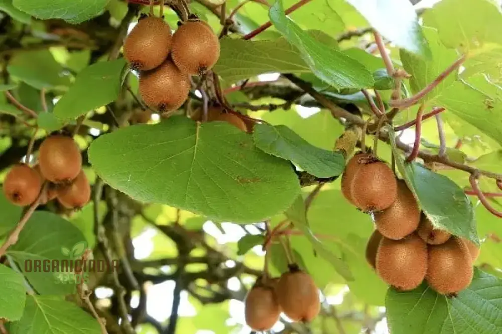Kiwi Fruit Golden Seeds for Vibrant Gardening Enthusiasts: High-Quality Seeds for Your Lush Garden - Image 3