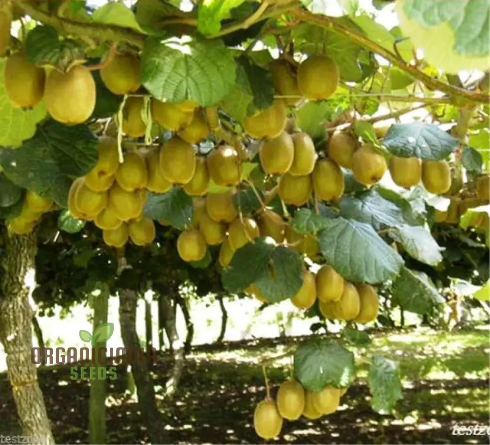 Kiwi Fruit Golden Seeds for Vibrant Gardening Enthusiasts: High-Quality Seeds for Your Lush Garden - Image 4