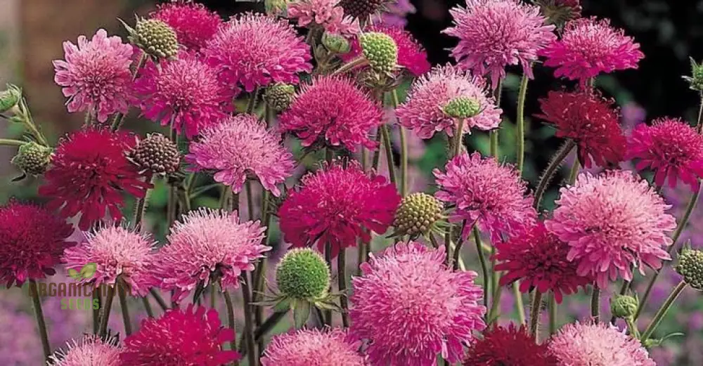 Knautia Melton Pastels Flower Seeds For Planting: Exquisite Garden Delights for Your Blooming Sanctuary - Image 3