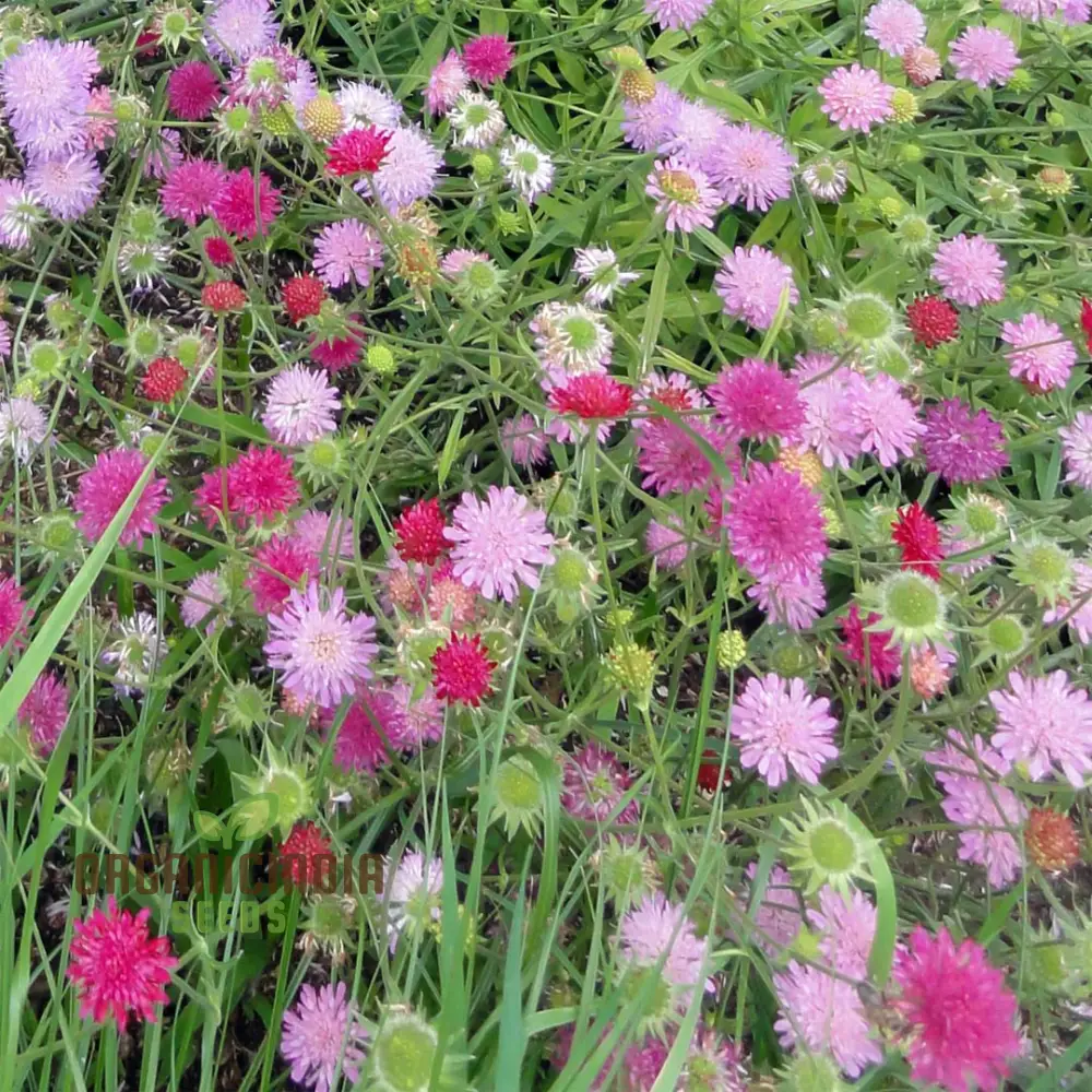Knautia Melton Pastels Flower Seeds For Planting: Exquisite Garden Delights for Your Blooming Sanctuary - Image 4