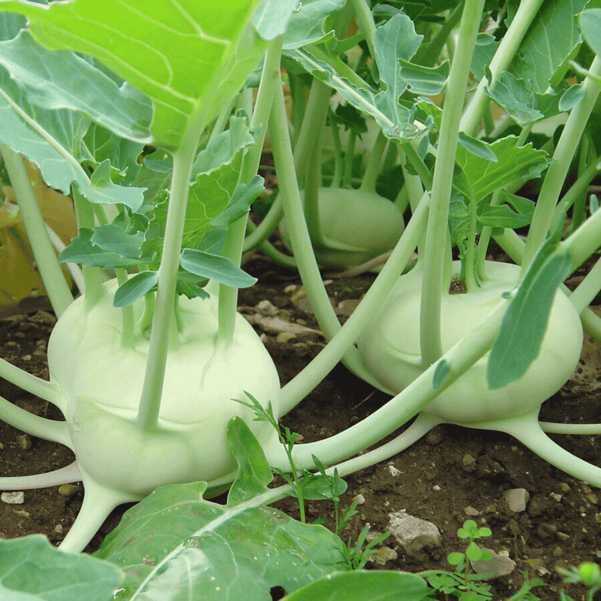 Knol Khol White Desi Vegetable Seeds - Cultivate Crisp and Nutritious Kohlrabi